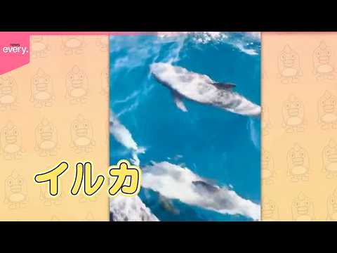 【投稿動画】クルージング中に遭遇したのは『every.特集』 サムネイル