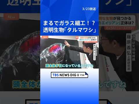 まるでガラス細工！？謎の透明生物がSNSで話題！異名は“海のエイリアン”その正体は？｜TBS NEWS DIG サムネイル