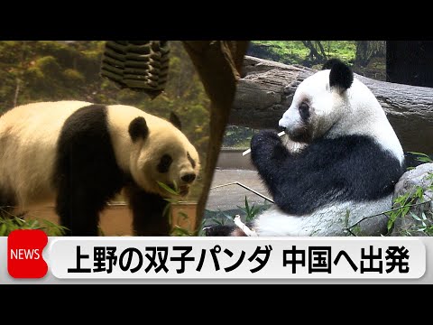 国内パンダ「ゼロ」へ　別れを惜しむファンが駆けつける サムネイル