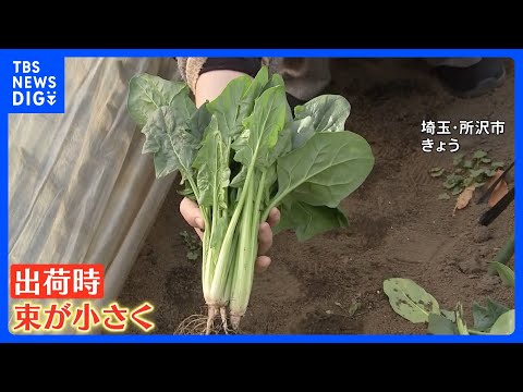 乾燥で野菜が小さくなった！春の陽気でも空気はカラカラ　乾燥でダムは渇水 野菜は生育に問題が　鍋イベントに潤い求める人た… サムネイル