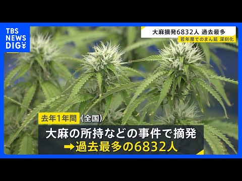 大麻めぐる摘発人数6832人で過去最多に 全体の7割以上が20代以下「SNSの普及で入手が簡単に」｜TBS NEWS… サムネイル