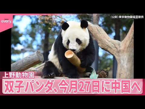 【速報】上野動物園の双子パンダ、今月27日に中国へ出発  東京都が正式発表  最終観覧日は25日 サムネイル