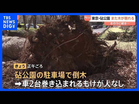 都内の公園で2日連続の倒木 駐車場の車2台が巻き込まれる　きのうは女性が下敷きに　東京･世田谷区 砧公園｜TBS NE… サムネイル
