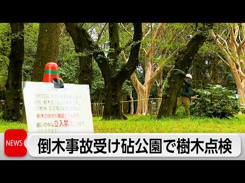 都立砧公園で樹木25本のうち14本が「良くない状態」　相次ぐ倒木受け緊急樹木点検 サムネイル