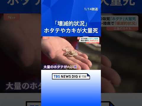 「壊滅的状況」冬の味覚“ホタテ”が大量死　背景に海水温の上昇か？「へい死率」が9割　飲食店にも影響｜TBS NEWS… サムネイル