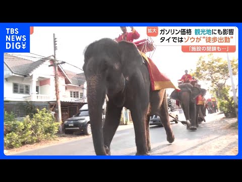 タイ観光地ではゾウが“徒歩出勤” 航空運賃などの高騰で旅行客が大幅減の予想も… イラン情勢受け世界中でガソリン高騰｜T… サムネイル