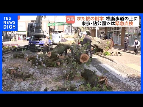 また倒木…今度は東京・国立市の駅前の桜、横断歩道をふさぐ　砧公園では樹木医による点検はじまる　都内で先月から相次ぐ｜T… サムネイル