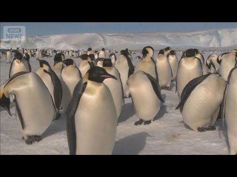 コウテイペンギン　絶滅危惧種に指定【スーパーJチャンネル】(2026年4月17日) サムネイル