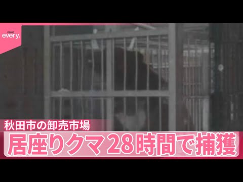 【クマ】秋田市の卸売市場で居座り28時間で捕獲  花の競り中止に サムネイル