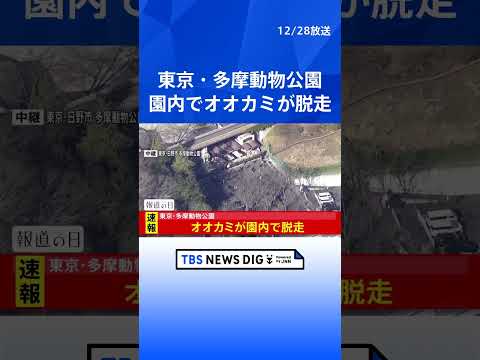 【速報】東京・日野市の多摩動物公園でオオカミ脱走　現在新規入園を停止　来園客には建物内待機など呼びかけ｜TBS NEW… サムネイル