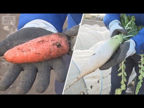 寒波でニンジン葉枯れ「成長止まる」　ダイコンもシナシナ…　今後の野菜価格は？【もっと知りたい！】【グッド！モーニング】… サムネイル