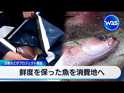 鮮度を保った魚を消費地へ 日航などがプロジェクト開始【WBS】 サムネイル