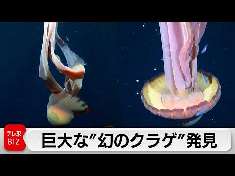 幻の「ダイオウクラゲ」をアルゼンチン沖で発見 足の長さ10メートルにも及ぶ巨大クラゲ サムネイル