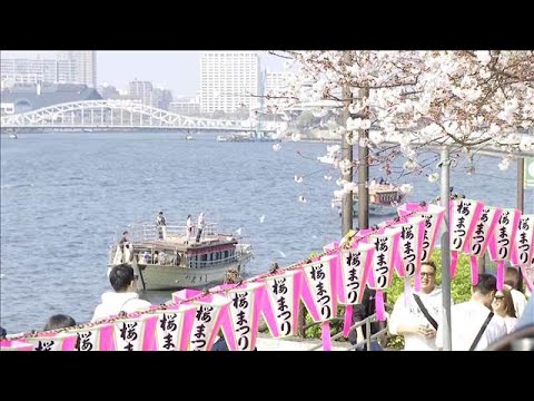 “花見日和”5月並みの陽気も　東京など桜満開【スーパーJチャンネル】(2026年3月29日) サムネイル