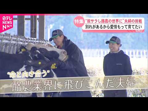 【密着】未経験の20代夫婦が酪農に挑戦！命と向き合う仕事への夢と情熱　鹿児島　NNNセレクション サムネイル