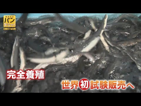 卵から成魚「完全養殖ウナギ」世界初の試験販売へ　桝が見た最新技術の裏側　「食文化」つなぐ新たな一歩【バンキシャ！】_5… サムネイル
