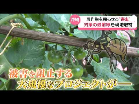 【現地緊急取材】沖縄で農作物を腐らせる“害虫”を確認！‟根絶作戦”を展開中『every.特集』 サムネイル