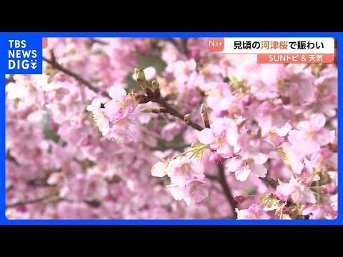 早咲きの河津桜が見頃に、「桜まつり」は予定より1週間も早く前倒し　神奈川・松田町【SUNトピ】｜TBS NEWS DIG サムネイル