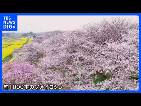 1000本の桜と菜の花が見ごろに　権現堂桜堤　埼玉・幸手市｜TBS NEWS DIG サムネイル