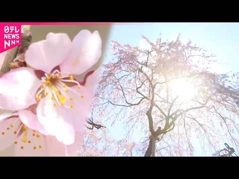 【樹齢300年】人々に愛される浄専寺のしだれ桜 四季の移ろい　宮崎　NNNセレクション サムネイル