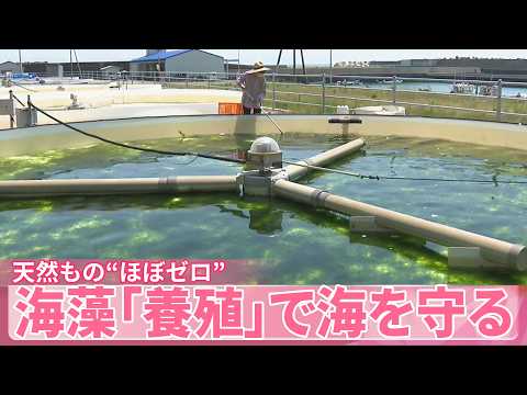 【海藻】日本は海藻食“最先端”  天然もの“ほぼゼロ”も「養殖」で海を守る サムネイル