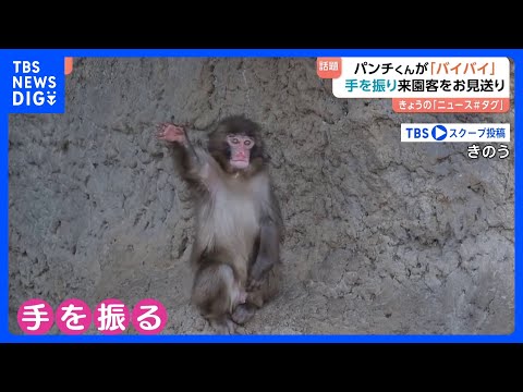 子ザルの「パンチくん」閉園アナウンスに合わせて来園者にバイバイ？キュートなお見送りに撮影者も「キュン」｜TBS NEW… サムネイル