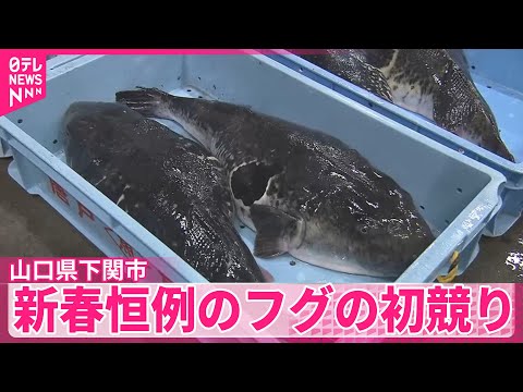 【新春】に各地で…下関でフグの初競り　大間漁港で特産クロマグロ出荷　航海の安全や豊漁願う祭りなど サムネイル
