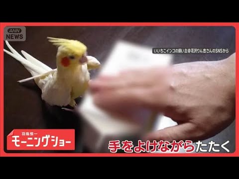 くちばしで箱トントン　器用なオカメインコ　でも絶対たたかない“あるもの”とは？【羽鳥慎一モーニングショー】(2026年… サムネイル