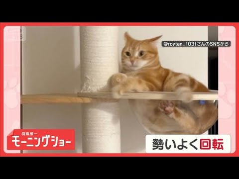 「回転するニャン」キャットタワーでオモシロ行動　柱をギュッと！背負い投げしてる？【羽鳥慎一モーニングショー】(2026… サムネイル