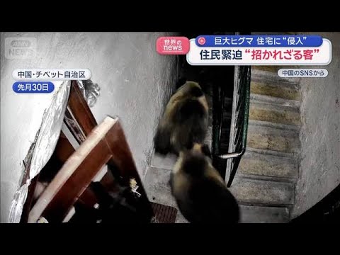 集合住宅に巨大ヒグマが2頭も　住人よろしく階段を闊歩　大胆な方法で追っ払う【スーパーJチャンネル】(2026年2月3日) サムネイル