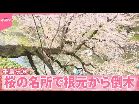 【千鳥ヶ淵】｢さくらまつり｣の開催中  桜の名所で根元から倒木 サムネイル