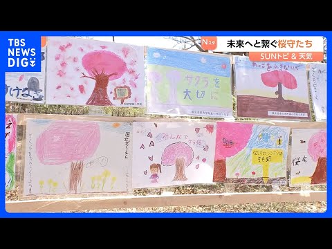 「10年後になっても桜が元気に育つようにしたい」未来へと繋ぐ桜守たち　東京・国立市【SUNトピ】｜TBS NEWS D… サムネイル