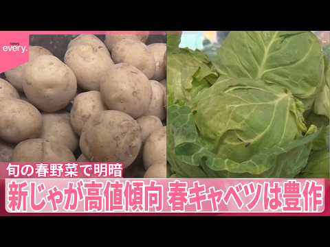 【旬の春野菜で明暗】「新じゃが｣高値傾向が続く｢春キャベツ｣は豊作で“お得”に サムネイル