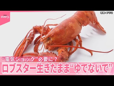 【ロブスター】生きたまま“ゆでないで”  “電気ショック”必要に？ サムネイル