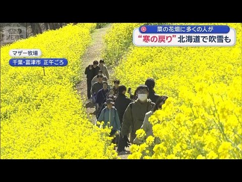“寒の戻り”北海道で吹雪も　菜の花畑に多くの人が【スーパーJチャンネル】(2026年3月8日) サムネイル