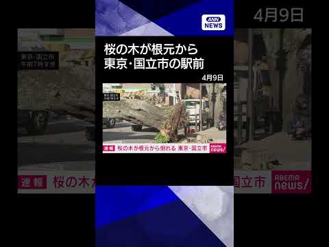 【ニュース】桜の木が根元から倒れる　東京・国立市shrots サムネイル