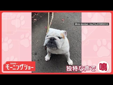 ワンちゃんらしからぬ…独特な鳴き声　飼い主さんに何か訴えてる？　【羽鳥慎一モーニングショー】(2025年12月26日) サムネイル