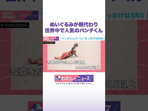 ぬいぐるみが親代わり 世界中で人気のパンチくん わたしとニュース Shorts サムネイル