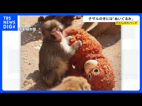“ぬいぐるみがお母さん”の子ザル、パンチ君がSNSで話題「＃がんばれパンチ」来園者倍増　母ザルが育児放棄で　千葉県・市… サムネイル