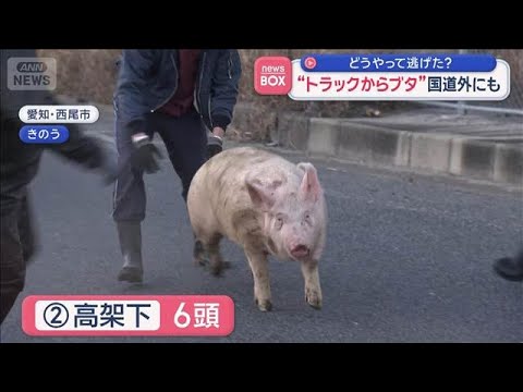 “トラックからブタ”国道外にも　どうやって逃げた？【スーパーJチャンネル】(2026年1月13日) サムネイル