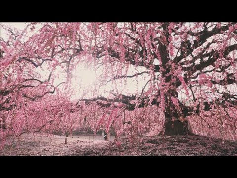 限定公開「しだれ梅」歴代の匠が仕立てた“百年の古木”三重「鈴鹿の森庭園」(2026年3月8日) サムネイル