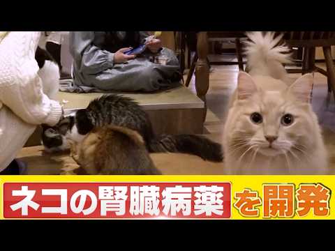 ネコを救う薬が人間にも活用！驚きのAIMとは？【いまからサイエンス】 サムネイル
