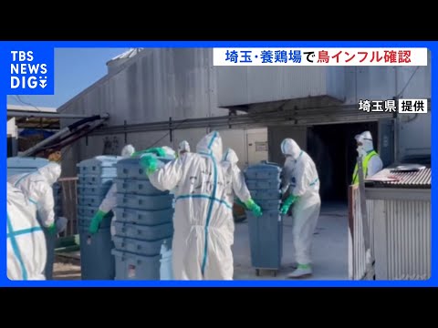 埼玉・嵐山町の養鶏場で鳥インフルエンザ確認　県内“過去最多規模”24万羽の殺処分開始｜TBS NEWS DIG サムネイル