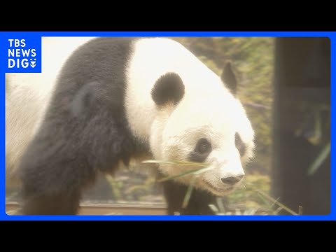 上野の双子パンダ 中国への返還に向け、今月27日に日本を出発　翌日に中国・四川省のジャイアントパンダ保護研究センターへ… サムネイル