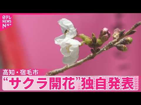 【“サクラ開花”】高知・宿毛市で独自発表  去年に比べて7日早く サムネイル