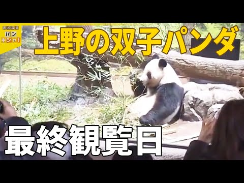 【上野】の双子パンダ・シャオシャオとレイレイ“最後の観覧”　涙と感謝…ファンの“思い”『バンキシャ！』 サムネイル