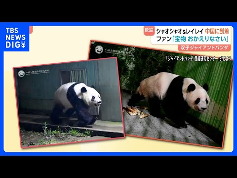 双子パンダが中国に到着 ファンが花束やケーキで出迎え　施設の前には見守る日本人の姿も　「シャオシャオ」と「レイレイ」の… サムネイル