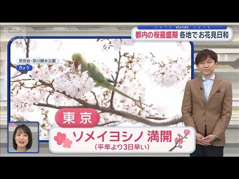 【関東の天気】都内の桜最盛期 各地でお花見日和　午後は変わりやすい天気に注意【スーパーJチャンネル】(2026年3月2… サムネイル