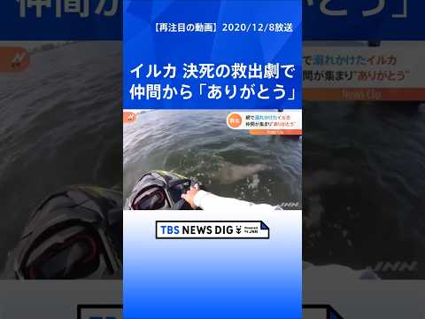 イルカを助けたら 仲間が集まり･･･【Nスタ】｜TBS NEWS DIG shorts サムネイル