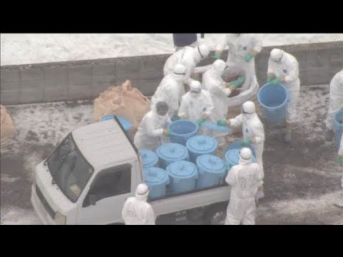 高病原性鳥インフル疑い 養鶏場のニワトリ約6300羽が殺処分　北海道由仁町(2025年12月30日) サムネイル